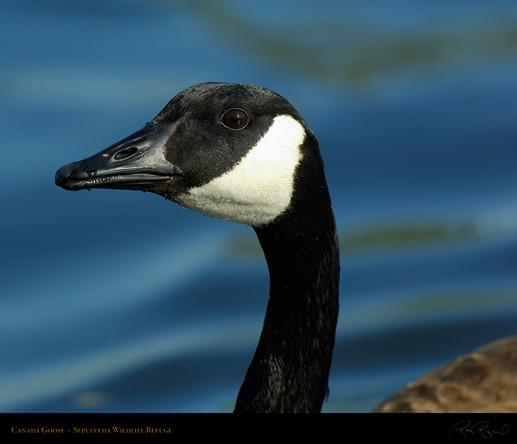 CanadaGoose_Portrait_X0996M