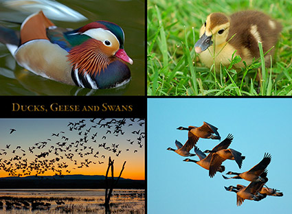 Ducks_Geese_Swans_s