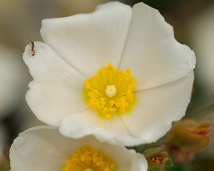 Anemone_withAnt_4691M