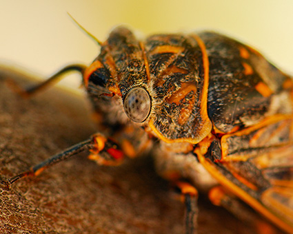 ApacheCicada_EyeDetail_X5546c_M