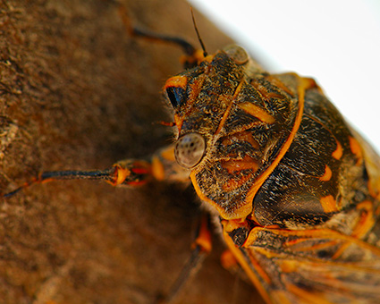 ApacheCicada_HeadDetail_X5541M