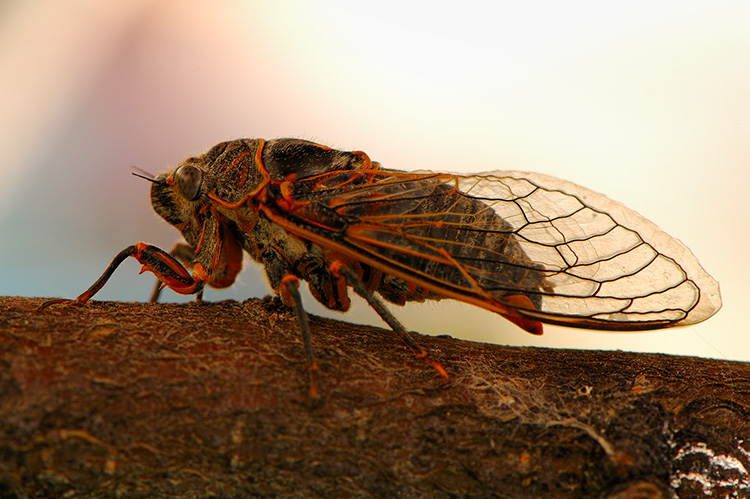 ApacheCicada_X5536r