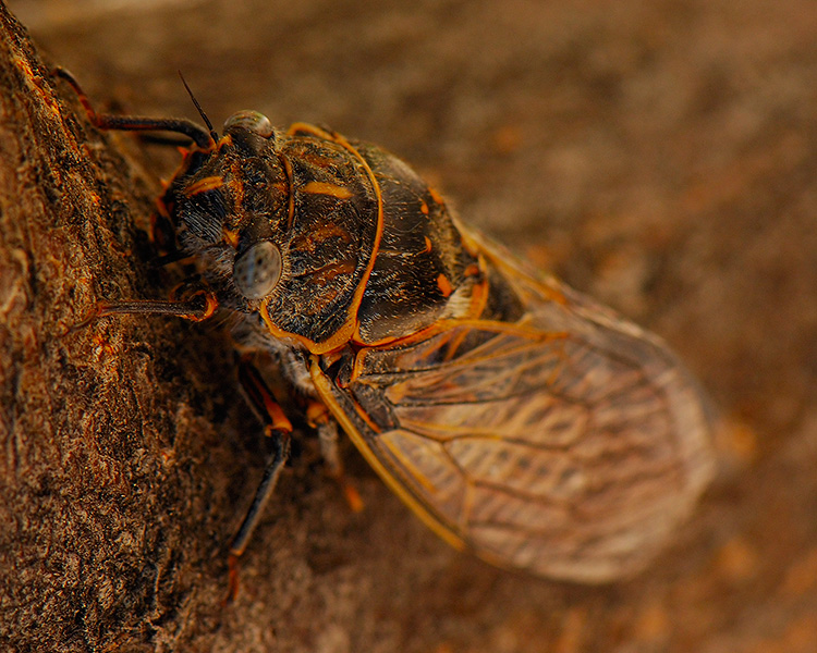 ApacheCicada_X5547c_M