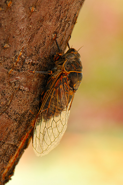 ApacheCicada_X5557c