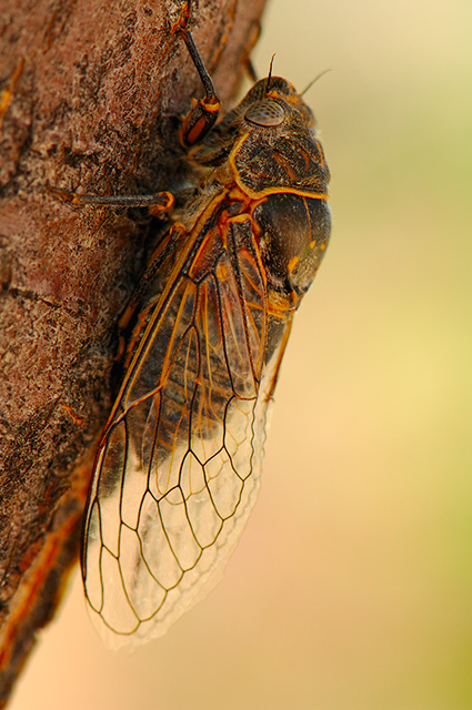 ApacheCicada_X5560