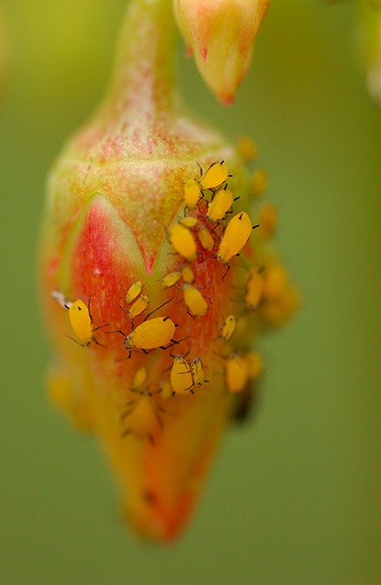 Aphids_7620