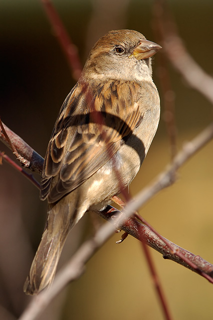 SparrowFemale_9275