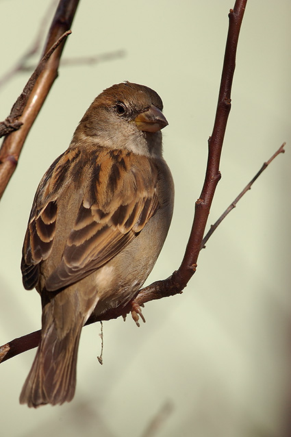 SparrowFemale_9280