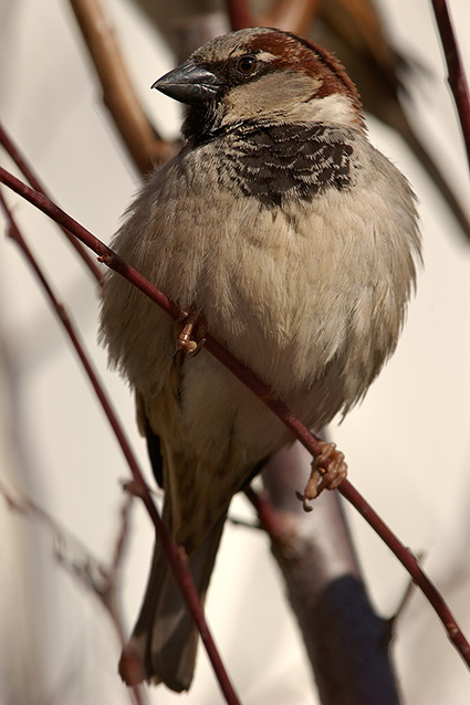 SparrowMale_9285