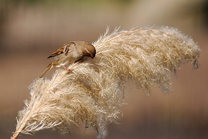 Sparrow_PampasGrass_4058