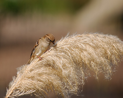 Sparrow_PampasGrass_4059