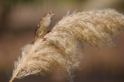 Sparrow_PampasGrass_4062