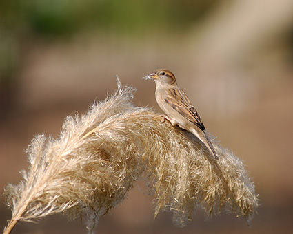 Sparrow_PampasGrass_4065