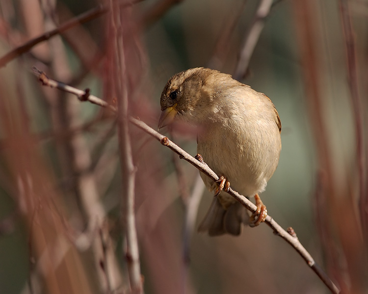 Sparrow_inWillows_9230