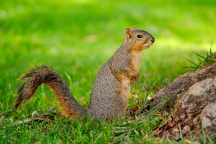 Squirrel_0472