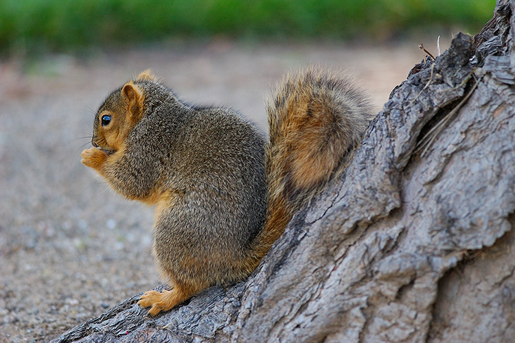 Squirrel_9316