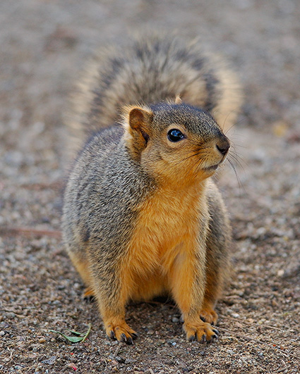 Squirrel_9318