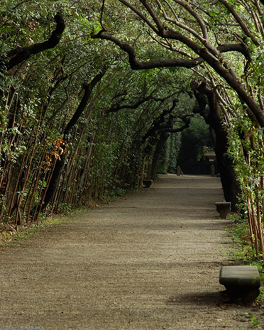 BoboliGardenPath_5649