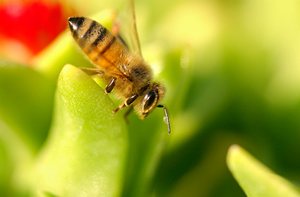 Bee_Macro_7610