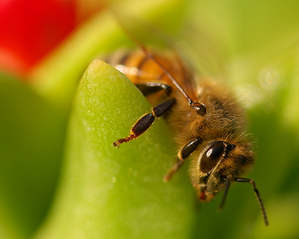 Bee_Macro_7629M