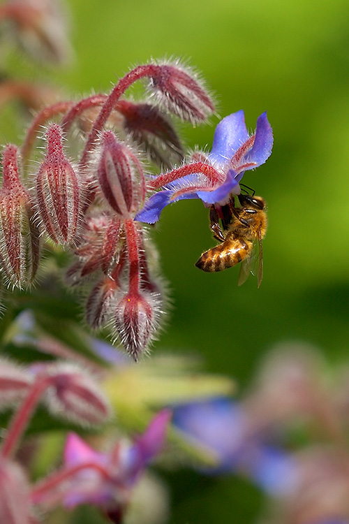 Bee_onBorage_0424