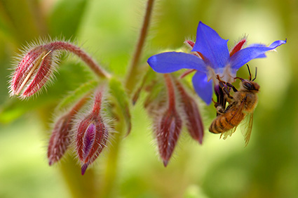 Bee_onBorage_HS8963