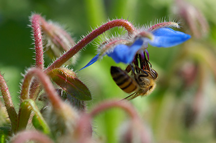 Bee_onBorage_X4868