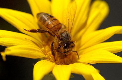 Bee_onDaisy_2038