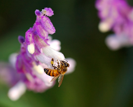 Bee_onSage_5346c_M
