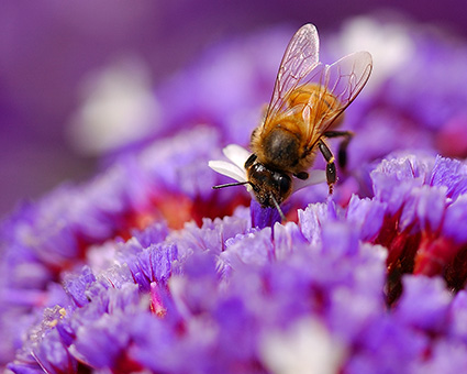 Bee_onStatus_0182c_M