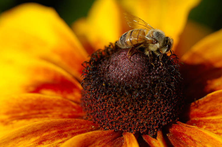 BlackEyed_Susan_withBee_X4844