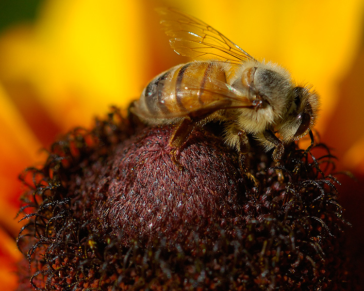 BlackEyed_Susan_withBee_X4844c_M