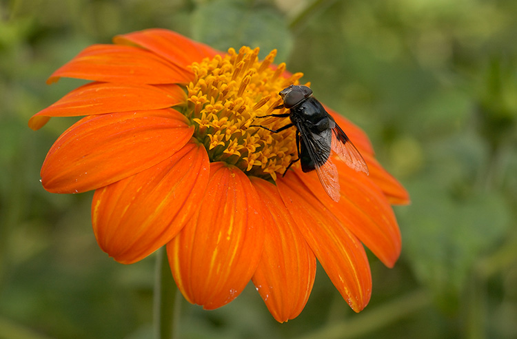 BlackFly_onTithonia_1032