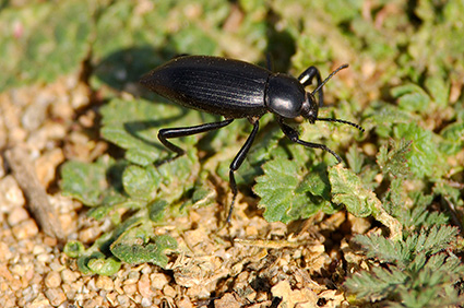 Black_Ground_Beetle_3788