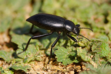 Black_Ground_Beetle_3795