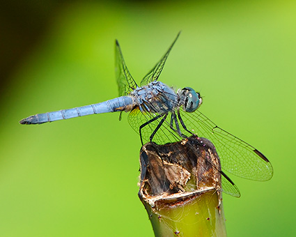 BlueDragonfly_4256M