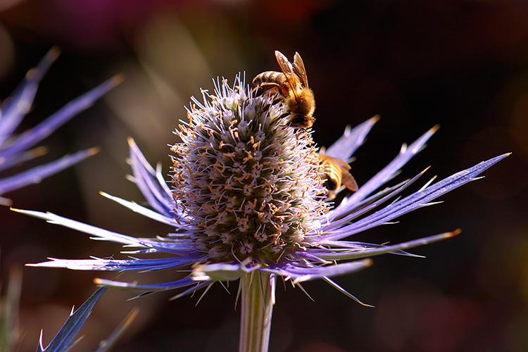 BlueStar_SeaHolly_withBee_HS8975