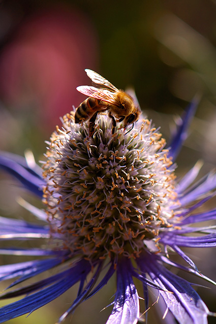 BlueStar_SeaHolly_withBee_HS8988