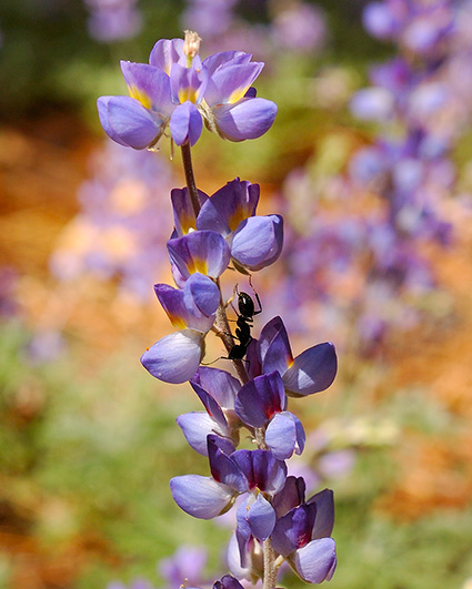 BrewersLupine_CarpenterAnt_4014c