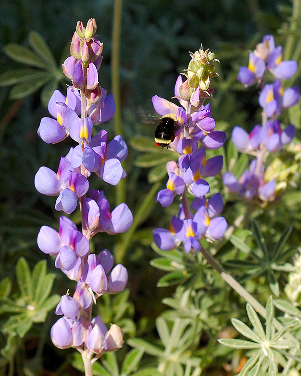 BrewersLupines_Bumblebee_3589c