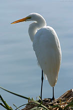 GreatEgret_0129.jpg