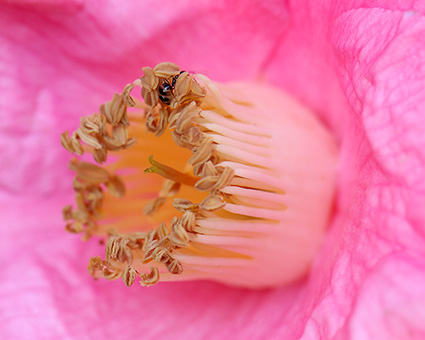 CamelliaJaponica_Macro_withAnt_HS2493M