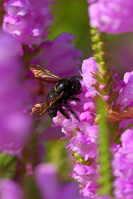 CarpenterBee_0066