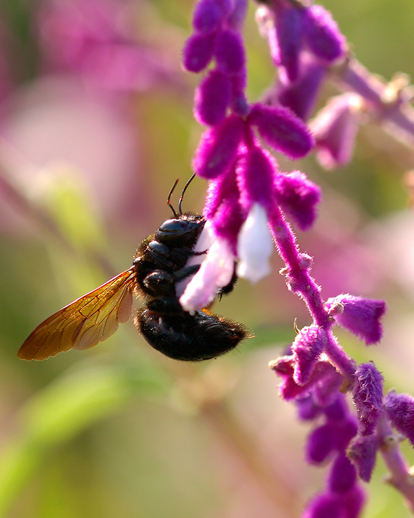 CarpenterBee_4368c