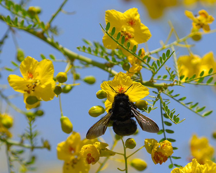 CarpenterBee_X4781c_M