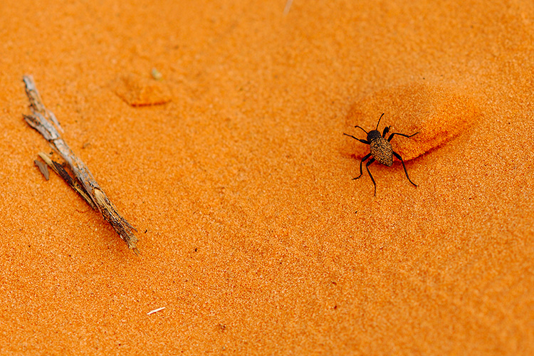 CoralSands_GroundBeetle_X2415c