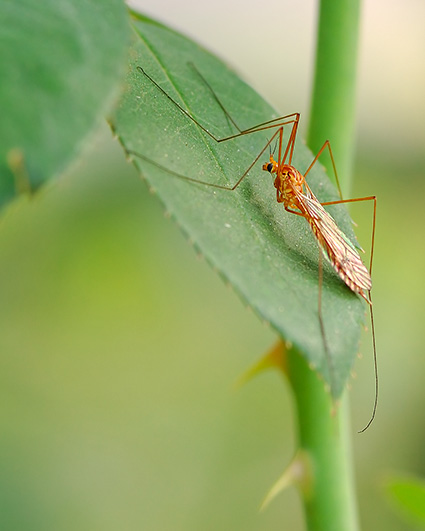 CraneFly_2734c