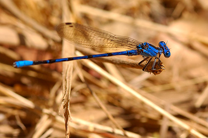 Damselfly_0818c