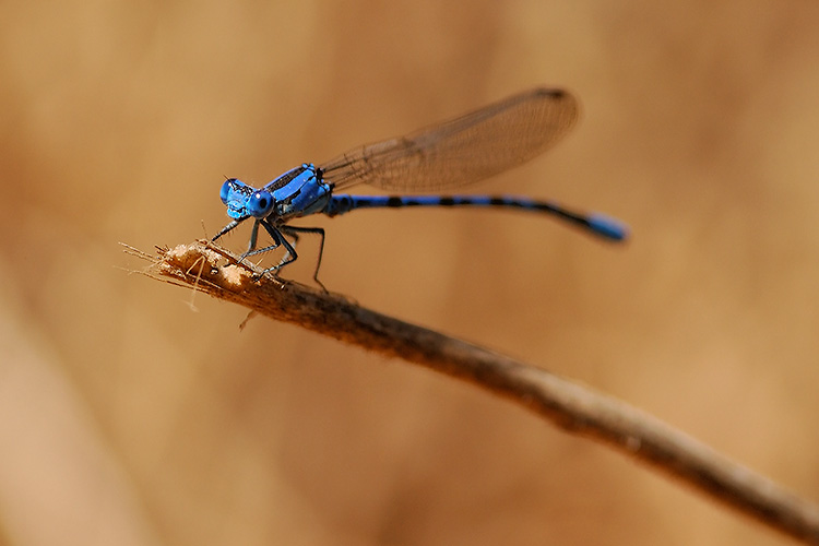 Damselfly_0821