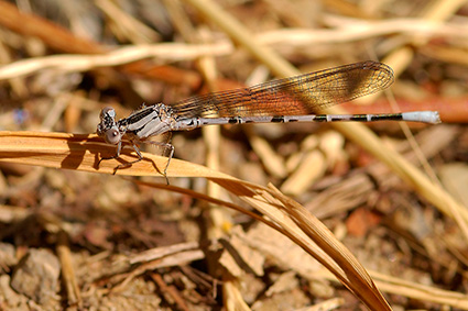 Damselfly_0826c